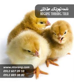 جوجه گوشتی یک روزه زربال